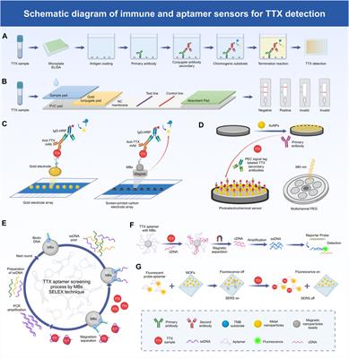 Recent research progress in tetrodotoxin detection and quantitative analysis methods